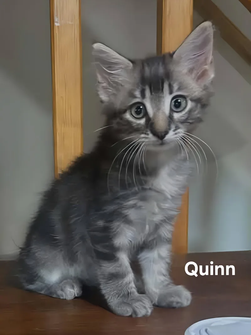 A baby medium-sized male Tabby (Gray / Blue / Silver) Domestic Medium Hair cat named Quinn for adoption in Chicopee, MA