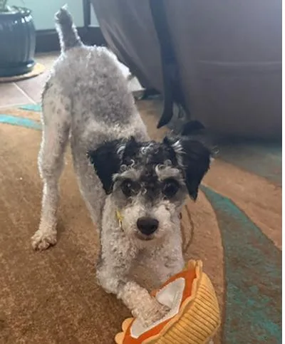 A young small-sized male Black Schnoodle dog named Ryder for adoption in Miamisburg, OH