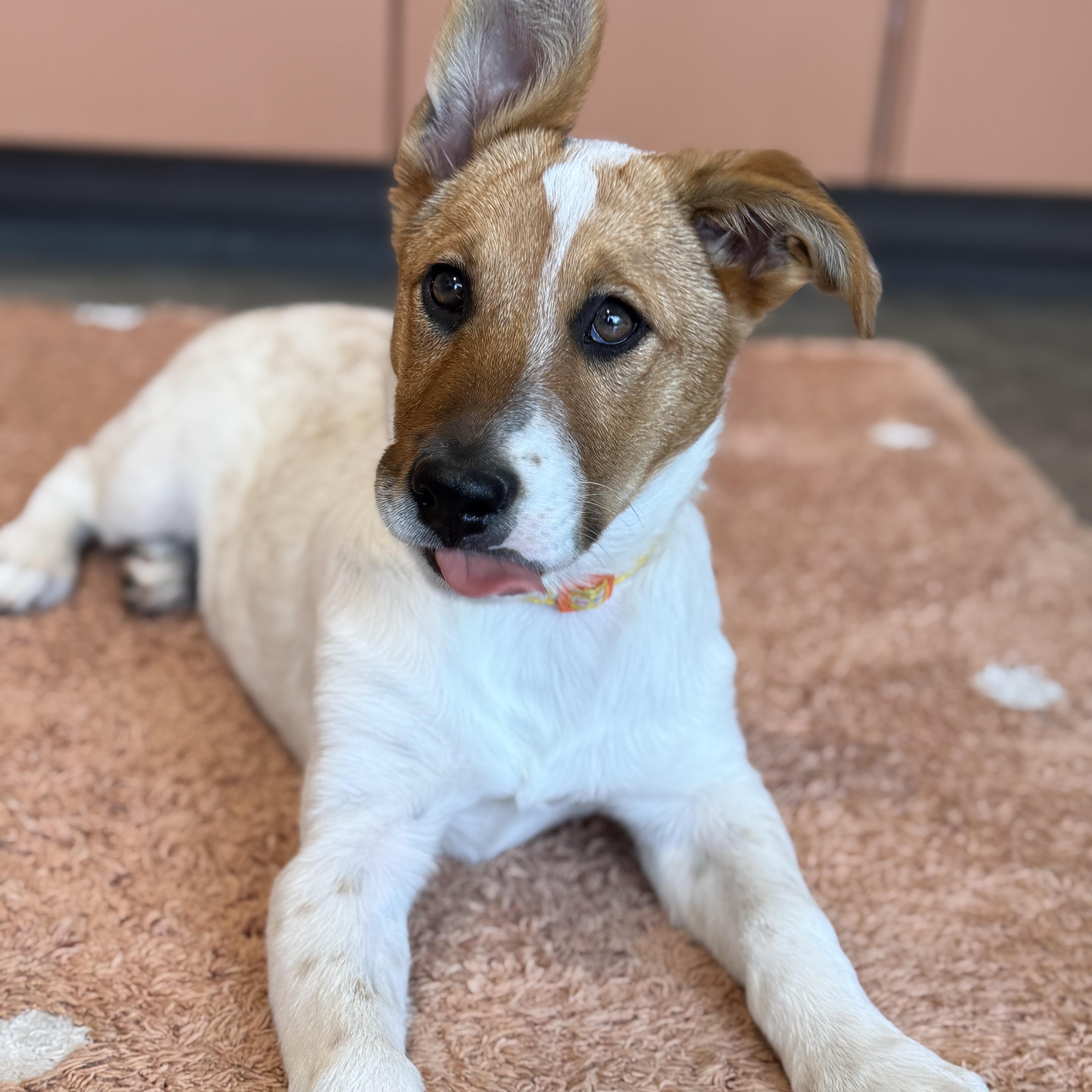 A baby medium-sized female Tricolor (Brown, Black, & White) Australian Cattle Dog / Blue Heeler dog named Holly for adoption in Austin, TX