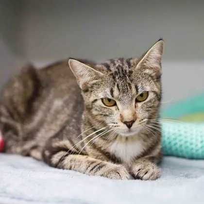An adult small-sized female Gray / Blue / Silver Domestic Short Hair cat named Zaria for adoption in Atlanta, GA