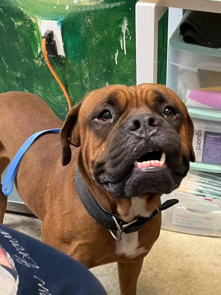 An adult large-sized male Mastiff dog named Chop for adoption in New Braunfels, TX
