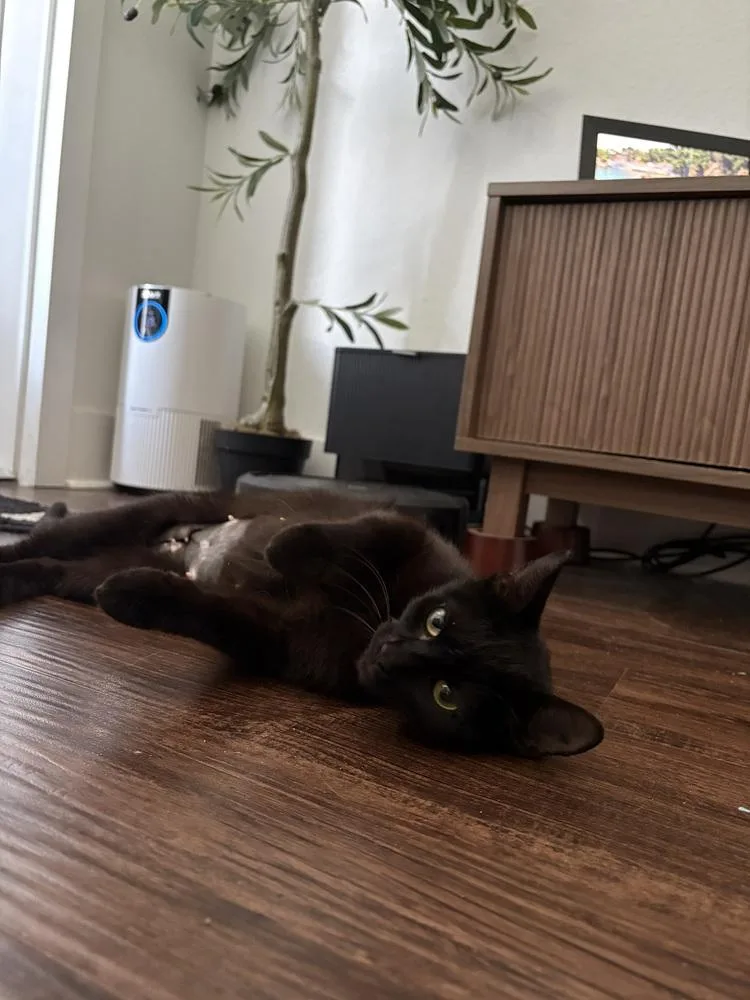 An adult medium-sized female Domestic Short Hair cat named Midnight for adoption in Broomfield, CO