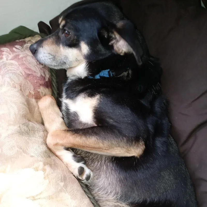 An adult small-sized male Miniature Pinscher dog named Chips for adoption in Fenton, MI