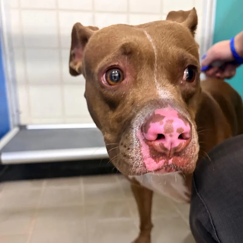 An adult medium-sized female Pit Bull Terrier dog named Mango for adoption in Bryan, TX