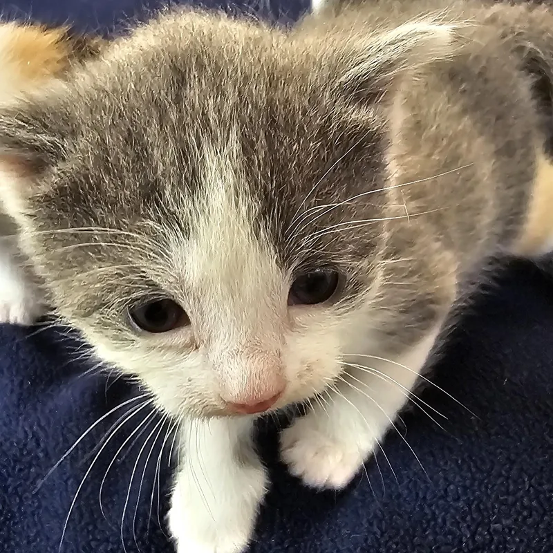A baby small-sized female Gray & White American Shorthair cat named Uku for adoption in Pinedale, WY