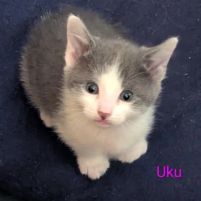 Uku thumbnail 2