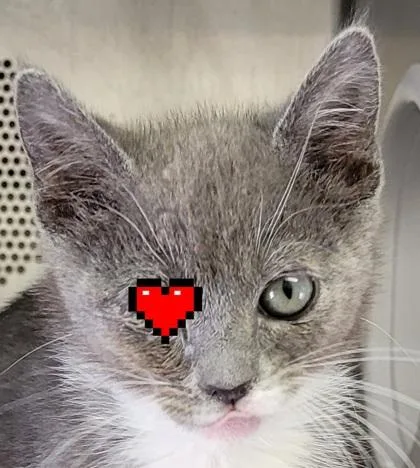 A baby small-sized female Domestic Short Hair cat named Daiya for adoption in Eugene, OR