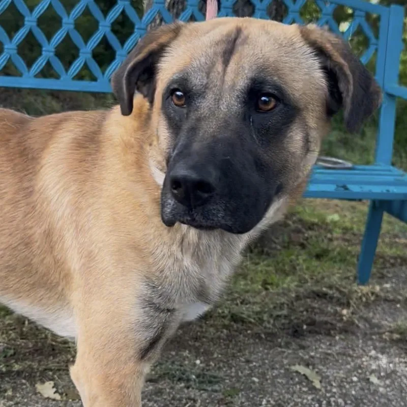 Dryer Sheet thumbnail 2