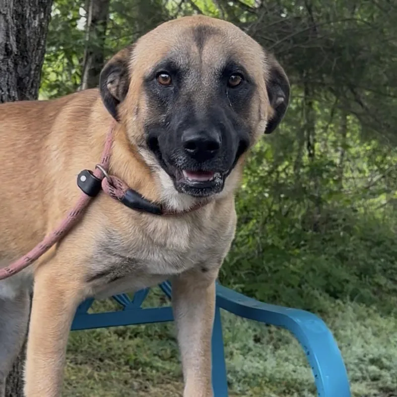 Dryer Sheet thumbnail 3