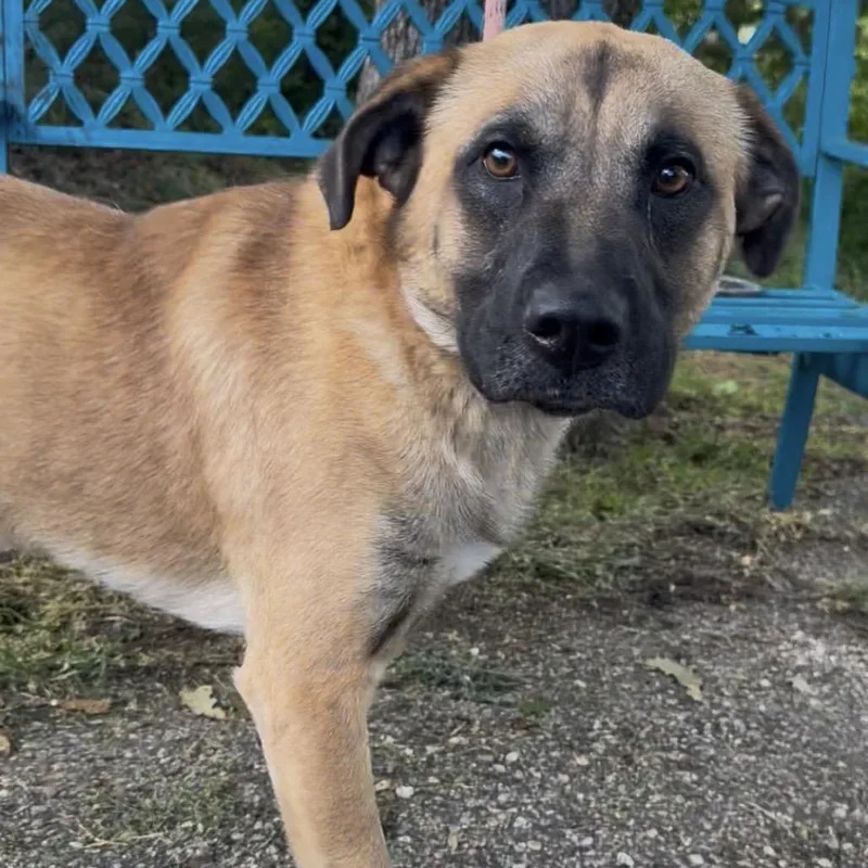 Dryer Sheet thumbnail 4