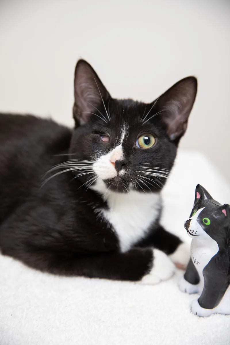 Linguini thumbnail 2