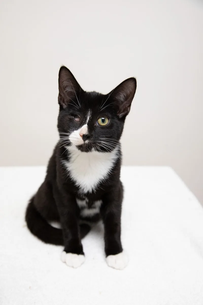 Linguini thumbnail 3