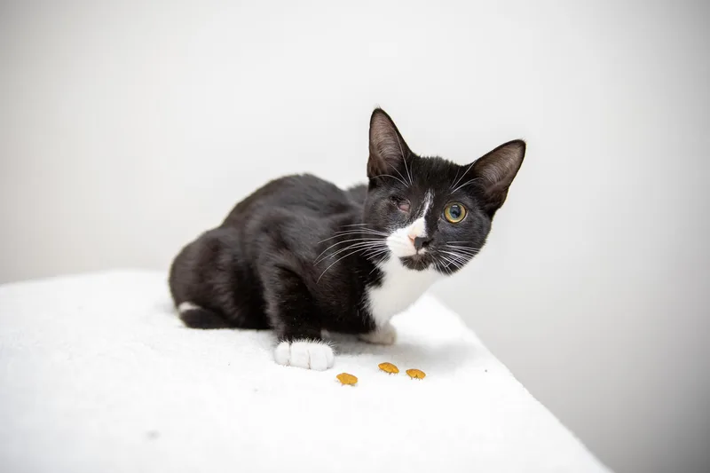 Linguini thumbnail 4