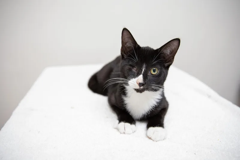 Linguini thumbnail 5