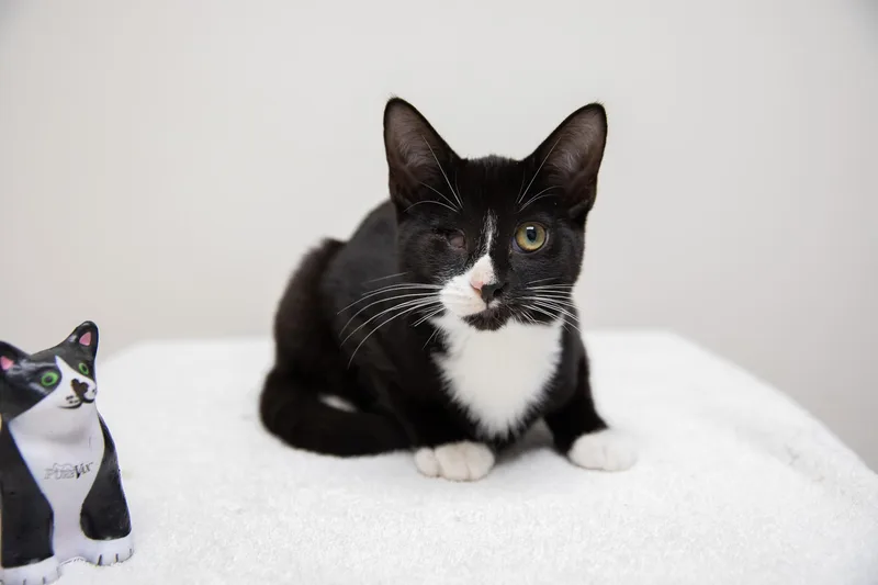 Linguini thumbnail 6