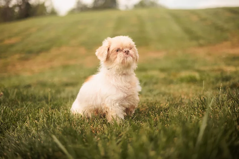 An adult small-sized female Shih Tzu dog named Wanda Transport for adoption in Gradyville, KY