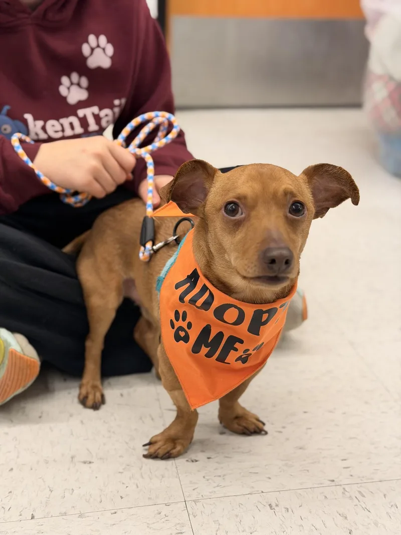 An adult small-sized male Chiweenie dog named Westley for adoption in Worcester, MA