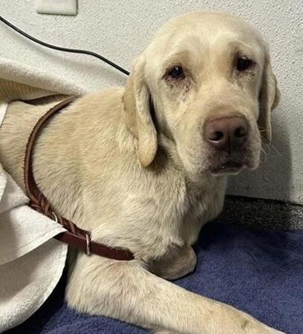 An adult medium-sized male Labrador Retriever dog named Grover for adoption in Escondido, CA