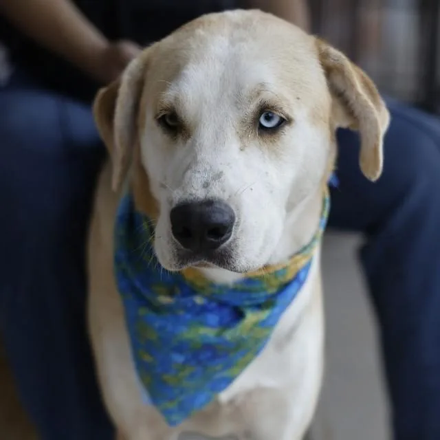 A young medium-sized male Husky dog named Jr for adoption in San Antonio, TX
