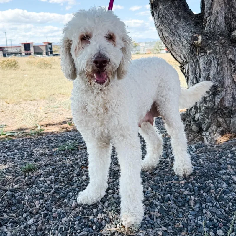 An adult medium-sized female Goldendoodle dog named Mama Paisley for adoption in Parker, CO