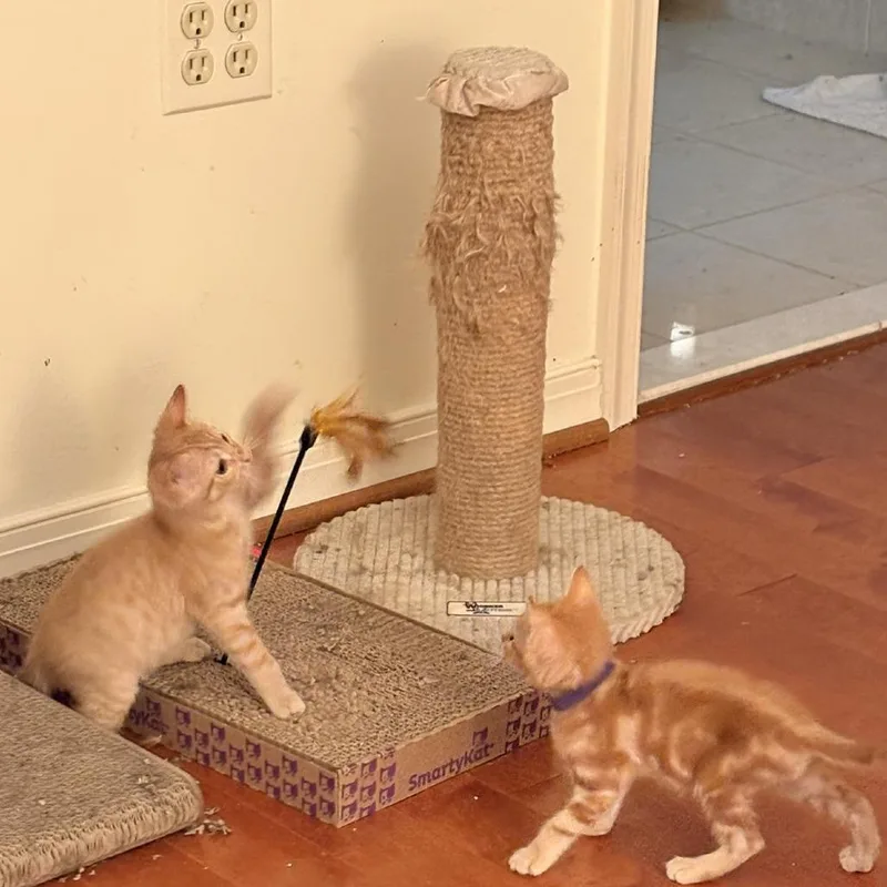 A baby small-sized male Orange / Red Domestic Short Hair cat named Cornflake for adoption in Waldorf, MD