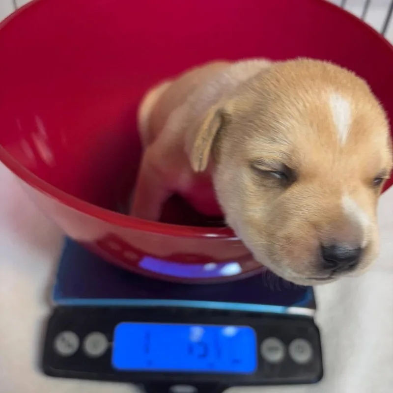 King Mardi C thumbnail 2