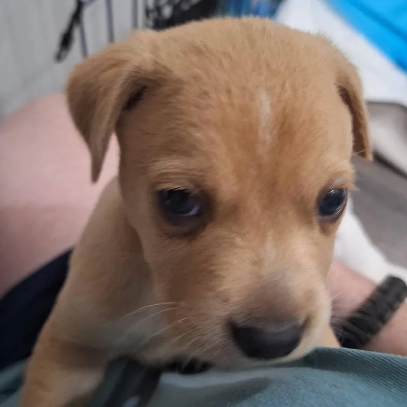 King Mardi C thumbnail 3