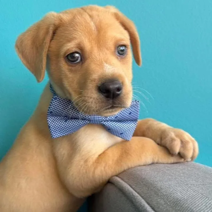 King Mardi C thumbnail 4