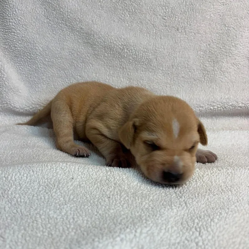 King Mardi C thumbnail 5