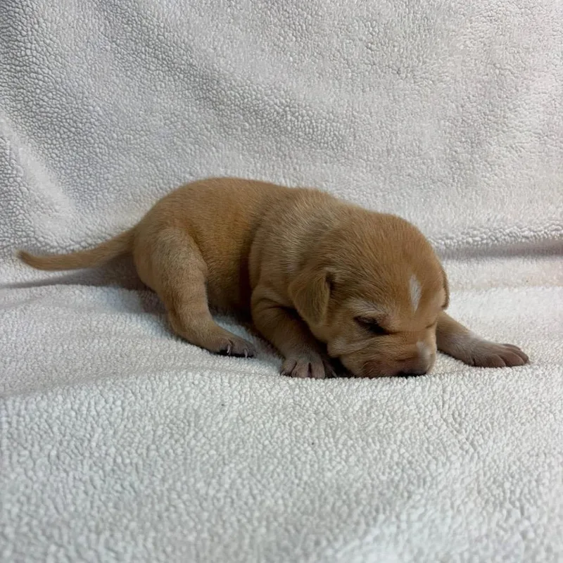 King Mardi C thumbnail 6