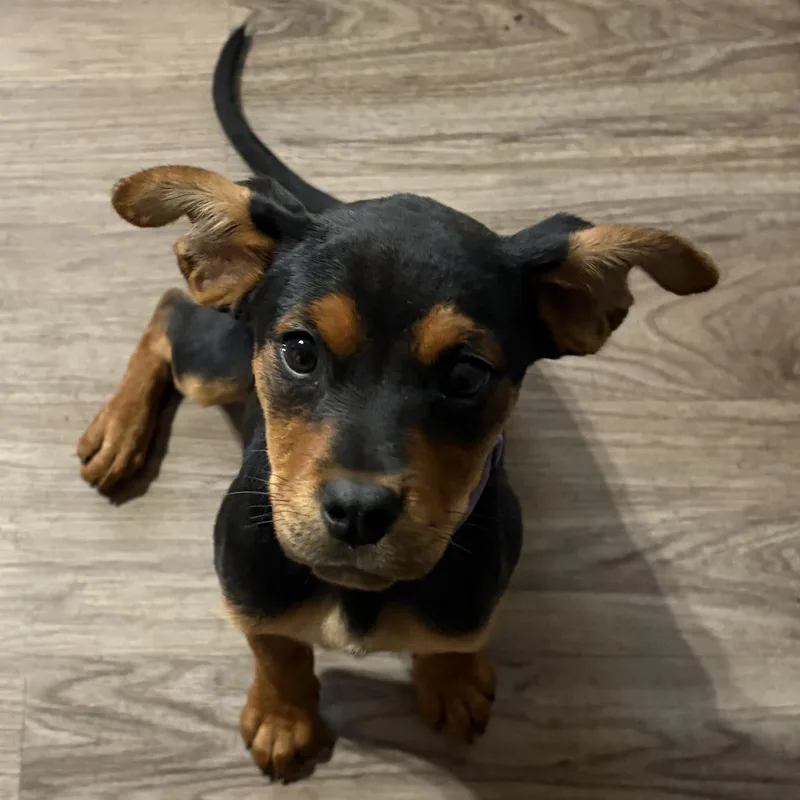 A baby medium-sized female Black Mixed Breed dog named Jalapeno for adoption in Normal, IL