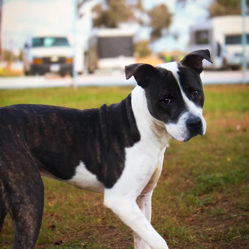 An adult medium-sized male Brindle Pit Bull Terrier dog named Frankenstein for adoption in Lake Jackson, TX