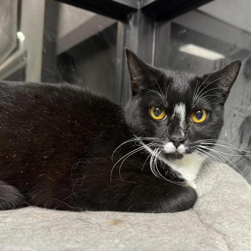 Queen Tuxankhamun thumbnail 2