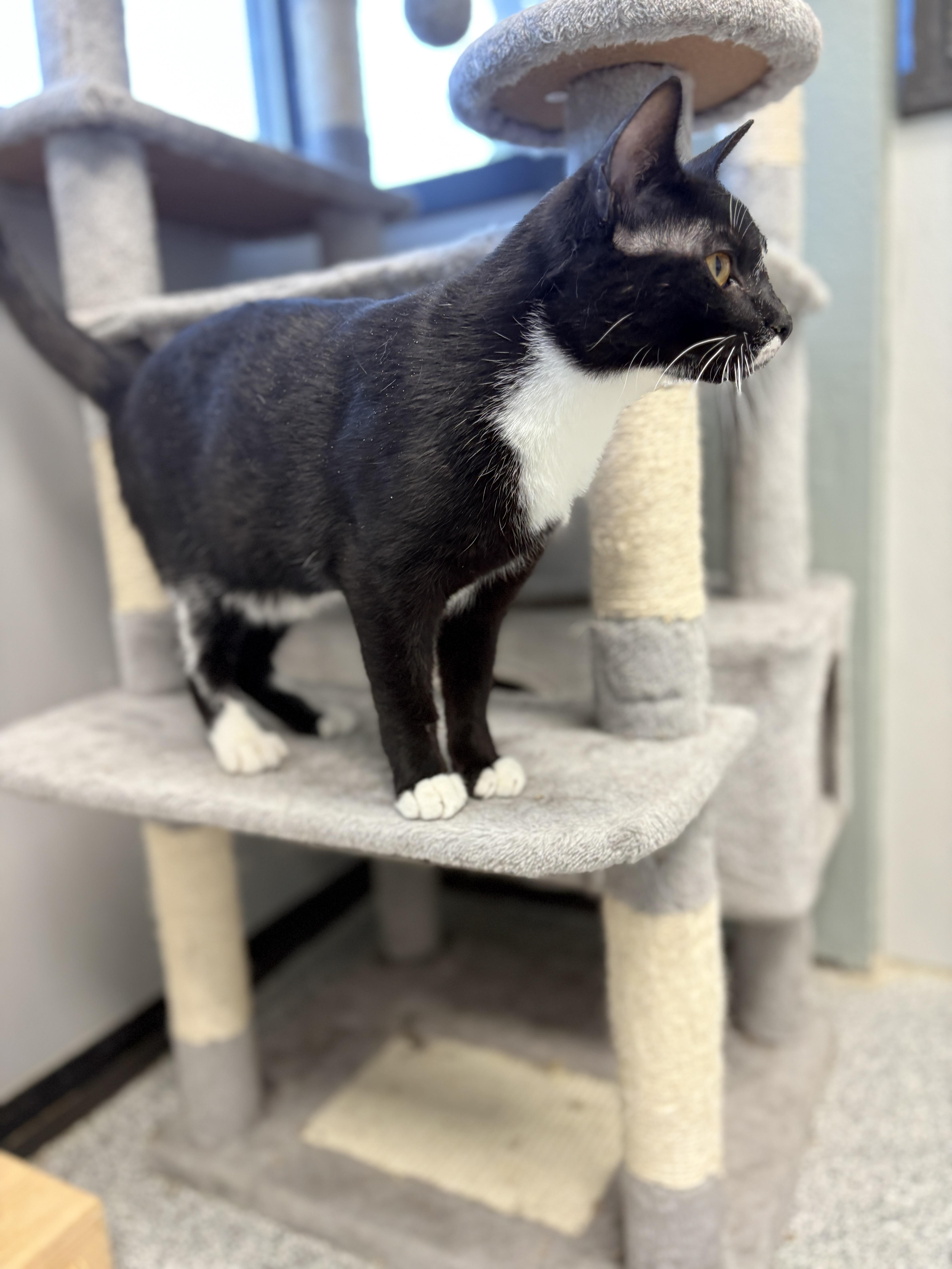 Queen Tuxankhamun thumbnail 3