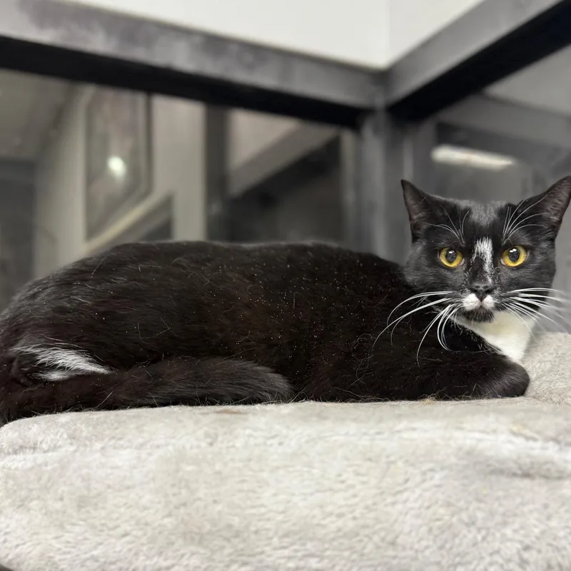 Queen Tuxankhamun thumbnail 4