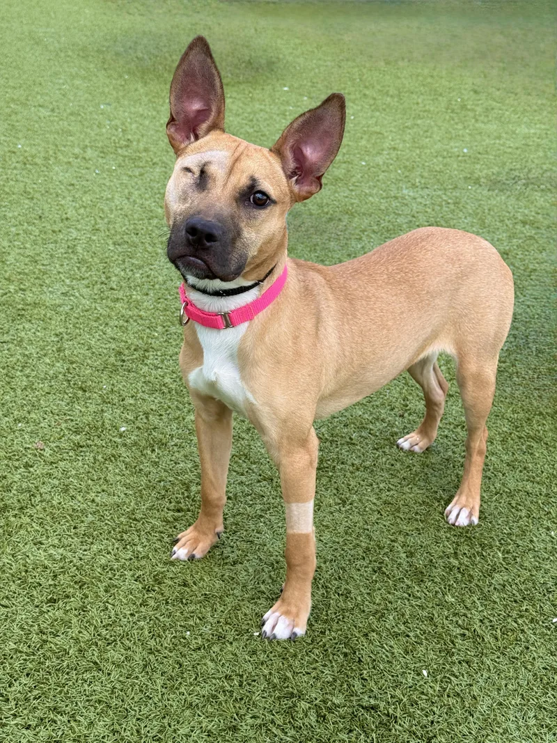 An adult medium-sized female Bicolor Mixed Breed dog named Penne for adoption in Columbus, OH