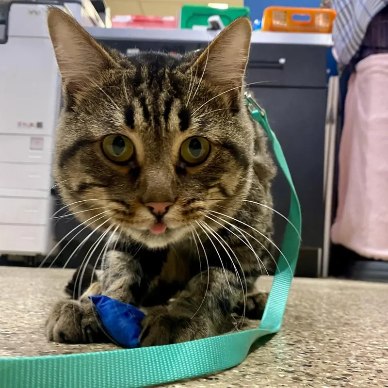 An adult medium-sized male Brown / Chocolate Domestic Short Hair cat named Chorizo for adoption in Tempe, AZ