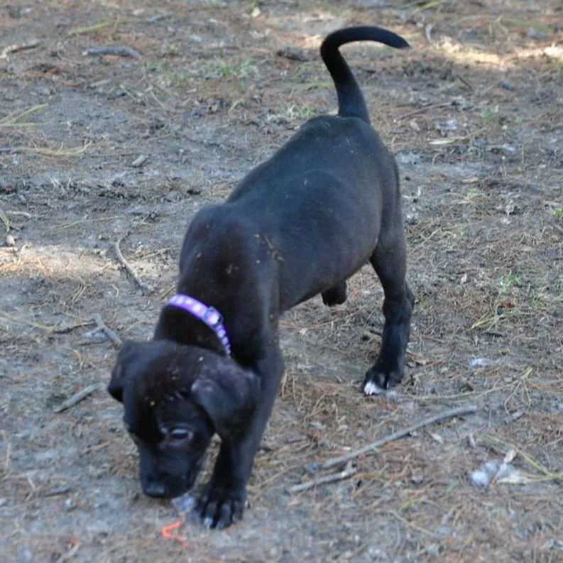 A baby medium-sized female Black Black Labrador Retriever dog named Lily for adoption in Normal, IL