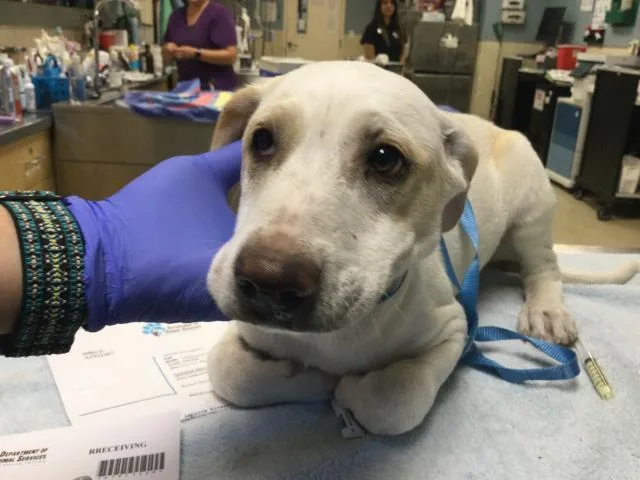 A baby small-sized female Labrador Retriever dog named Marla for adoption in Riverside, CA