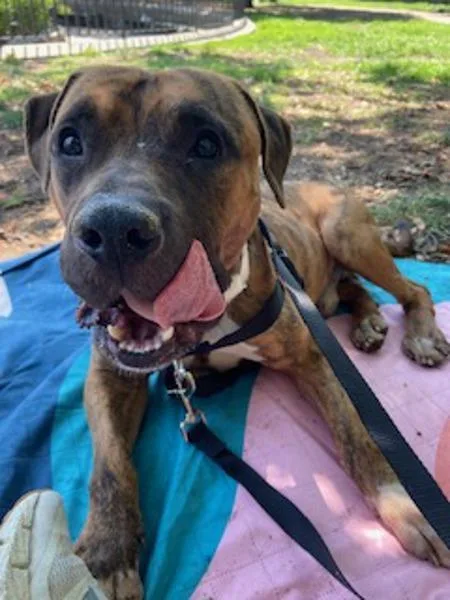 An adult medium-sized male Mixed Breed dog named Caprese for adoption in New York, NY