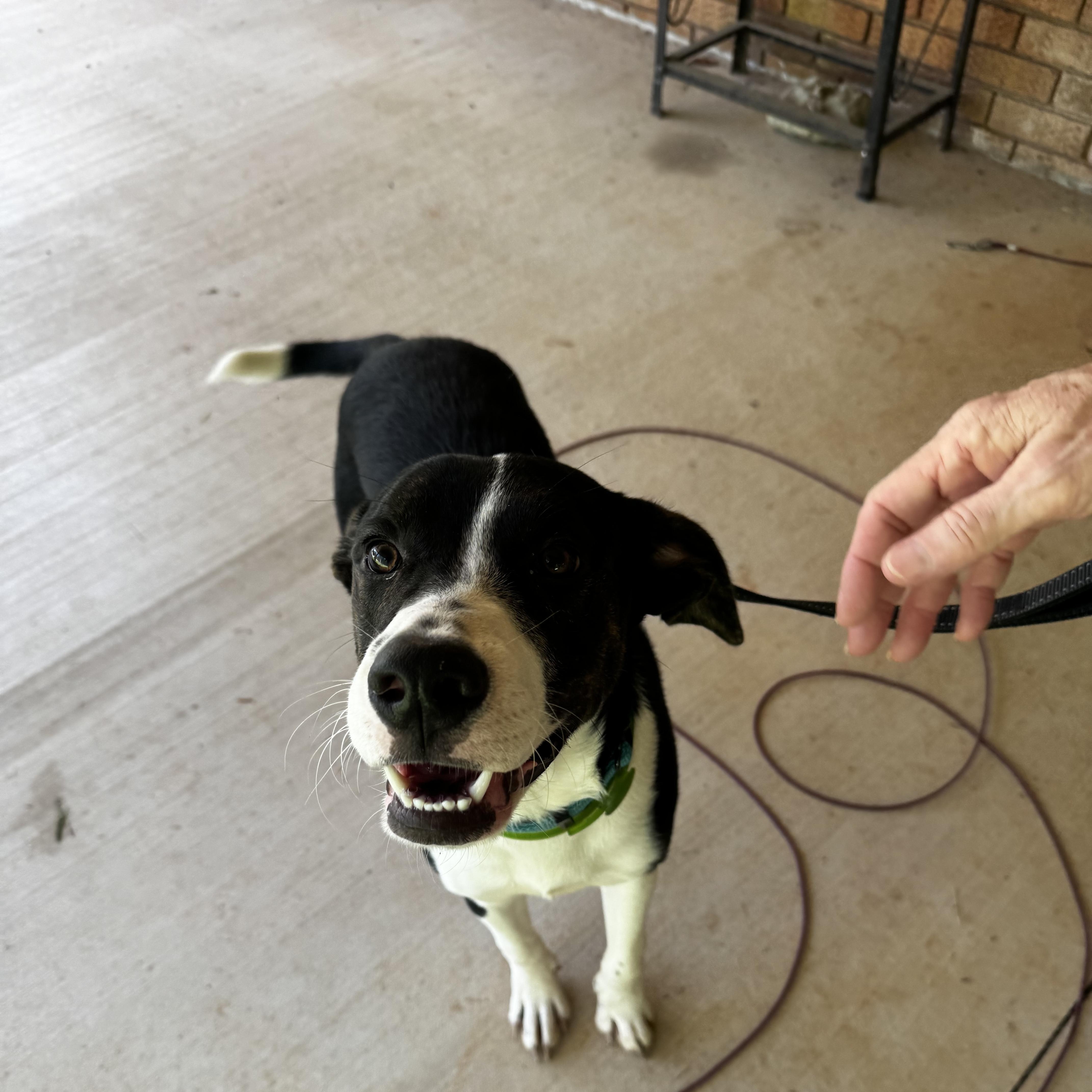 Brody aka Brotato Chip thumbnail 3