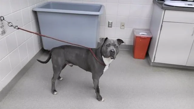 An adult medium-sized male Boxer dog named Nitro for adoption in Omaha, NE