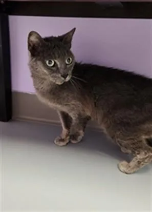 A senior medium-sized female Domestic Short Hair cat named Bebe for adoption in Fort Walton Beach, FL
