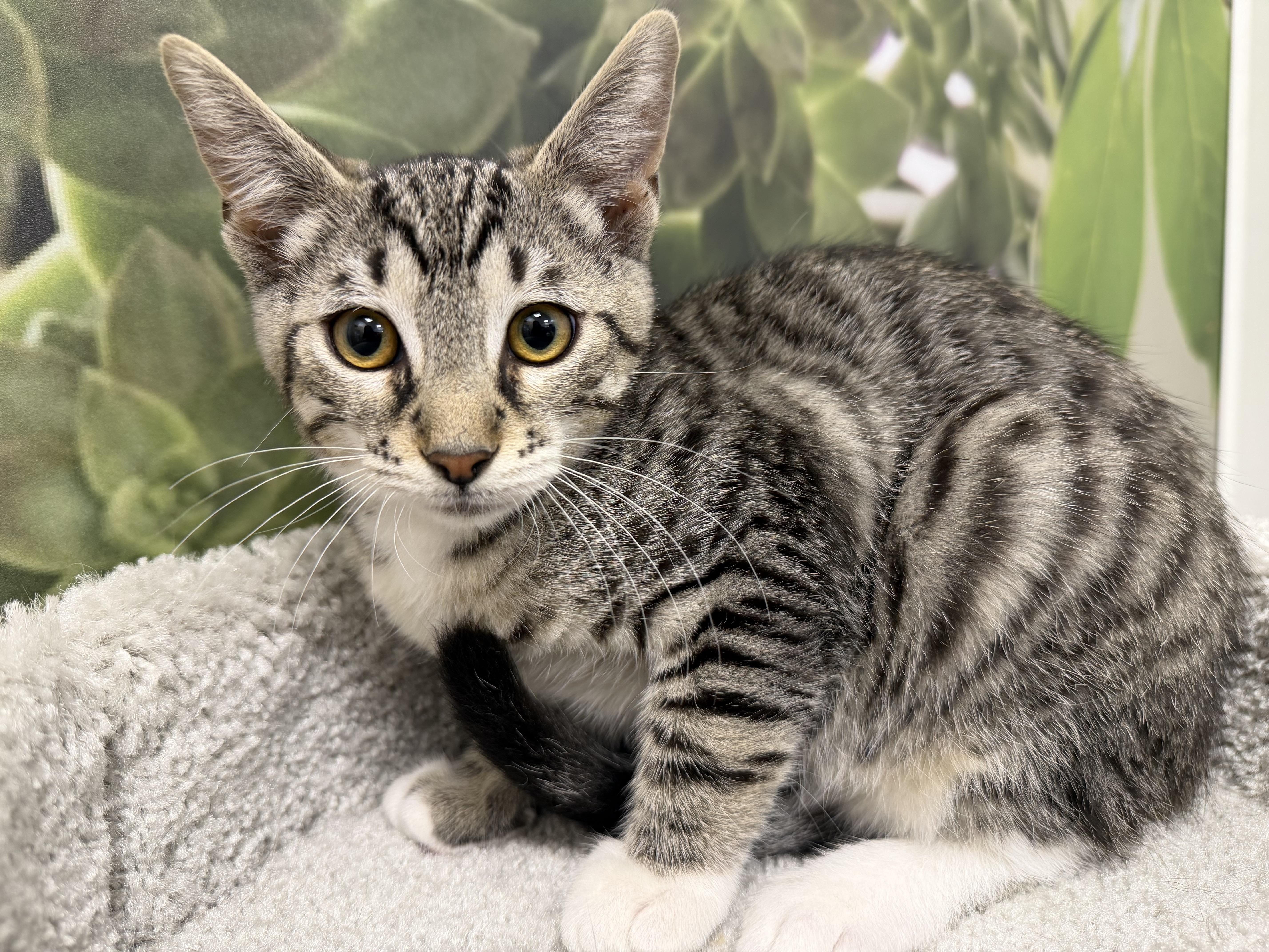 A baby medium-sized male Tabby (Gray / Blue / Silver) Domestic Short Hair cat named Sesame for adoption in fennville, MI