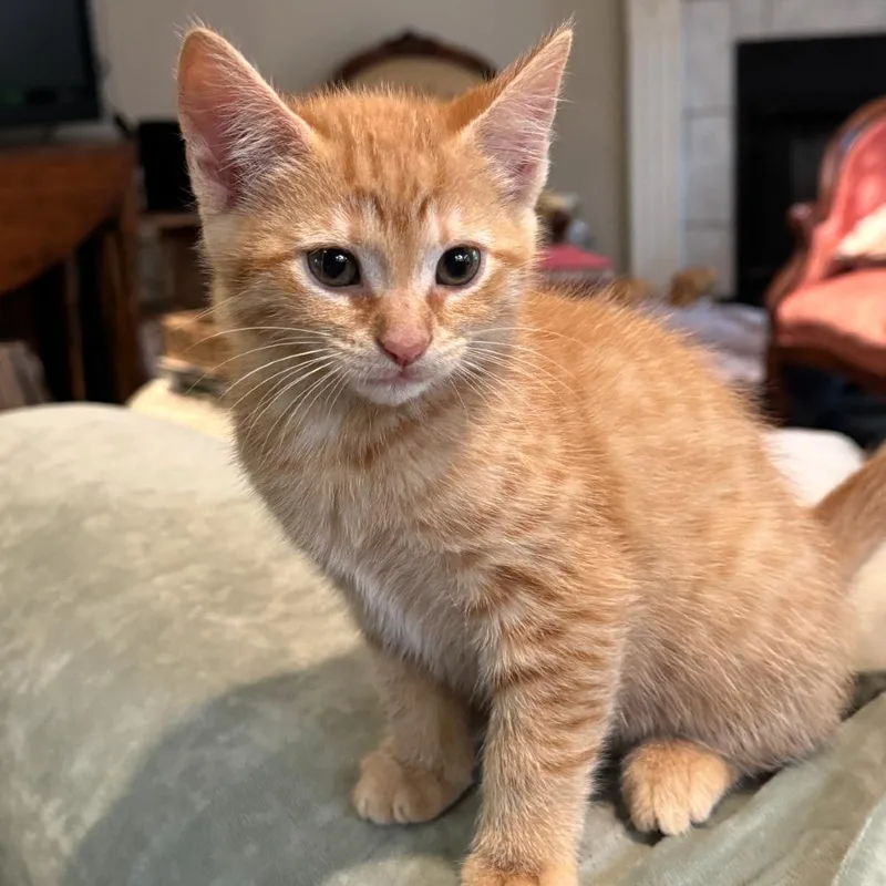 A baby small-sized female Orange / Red Domestic Short Hair cat named Ginger for adoption in Huntsville, AL
