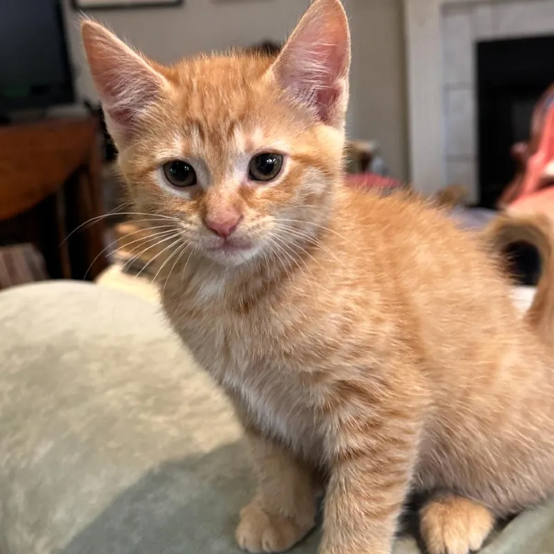 Ginger thumbnail 2