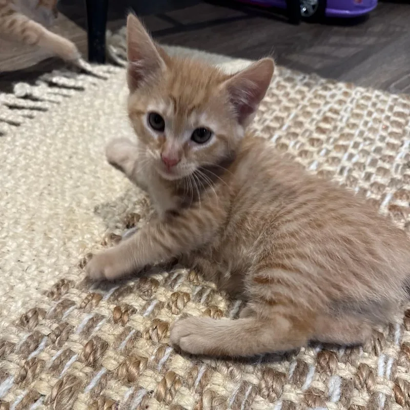Ginger thumbnail 4