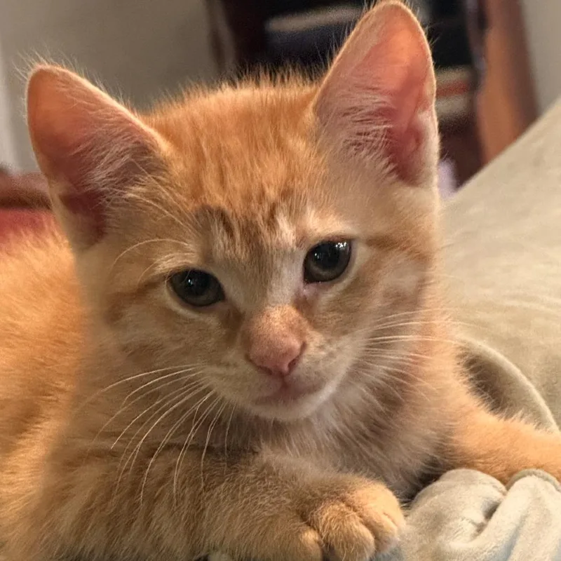 Ginger thumbnail 5