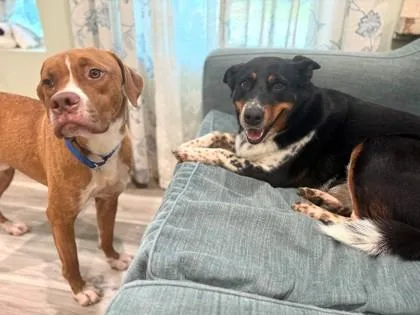 An adult large-sized female Australian Shepherd dog named Mama Mae for adoption in Madison, NJ