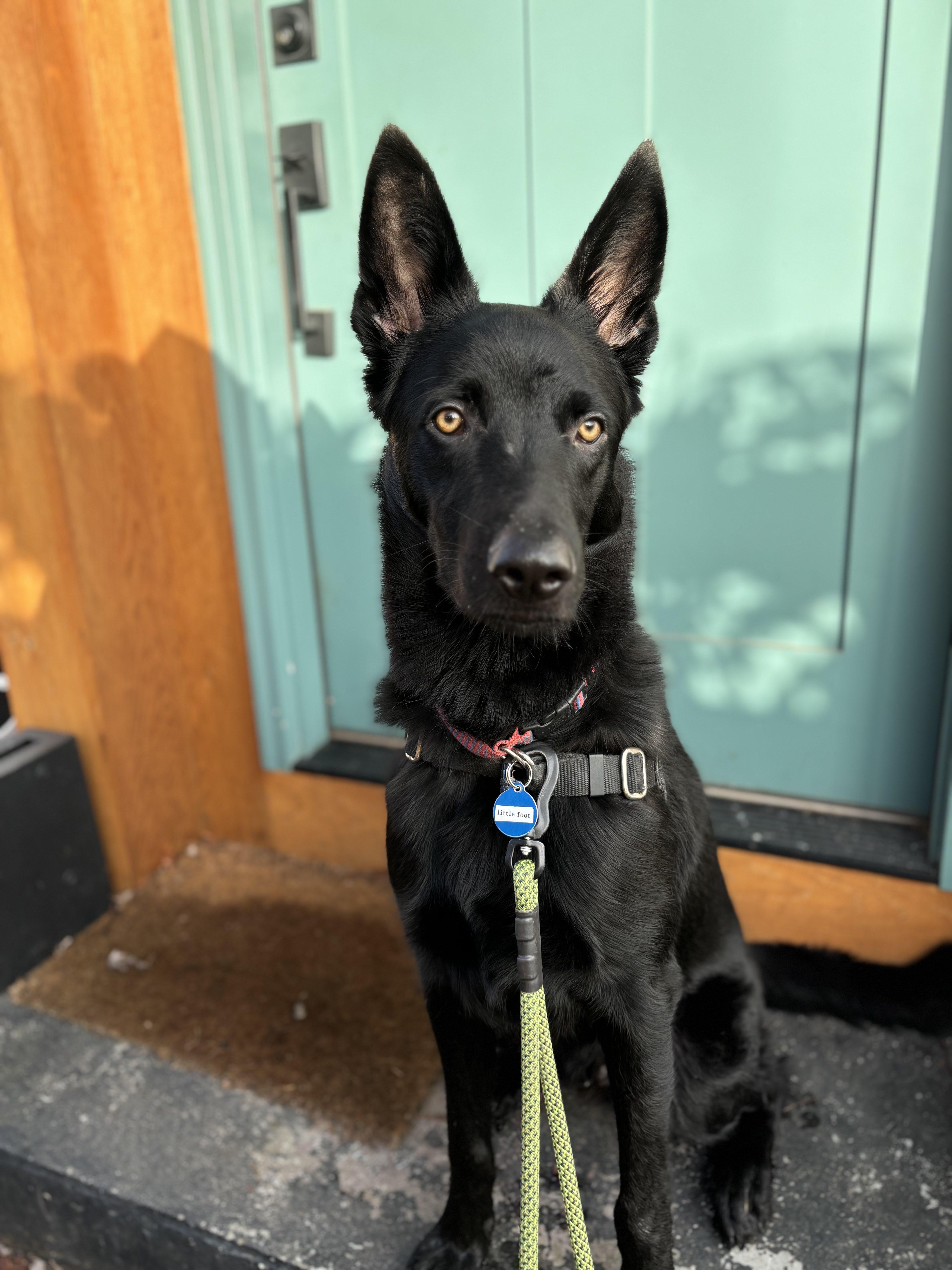 Little Foot thumbnail 2